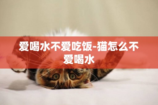 愛喝水不愛吃飯-貓怎么不愛喝水