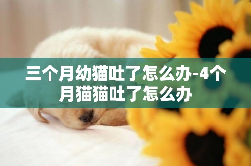 三個月幼貓吐了怎么辦-4個月貓貓吐了怎么辦