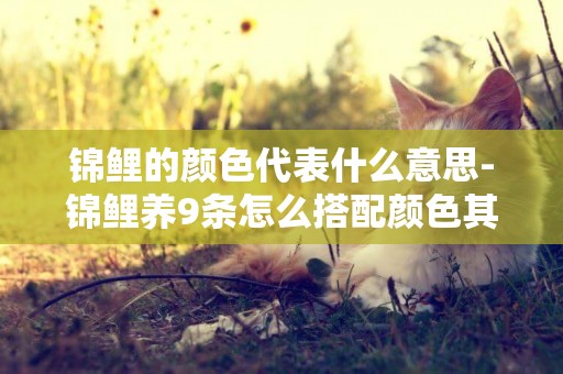 錦鯉的顏色代表什么意思-錦鯉養9條怎么搭配顏色其實很有講究