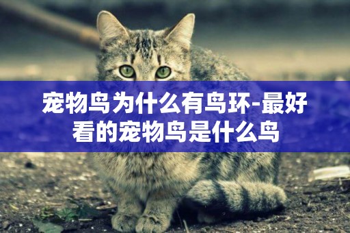 寵物鳥為什么有鳥環-最好看的寵物鳥是什么鳥