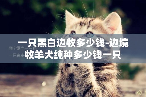 一只黑白邊牧多少錢-邊境牧羊犬純種多少錢一只
