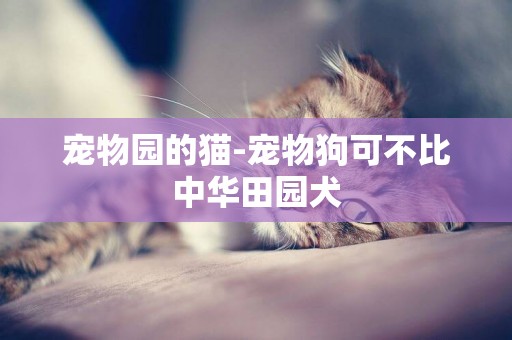 寵物園的貓-寵物狗可不比中華田園犬