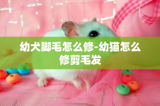 幼犬腳毛怎么修-幼貓怎么修剪毛發