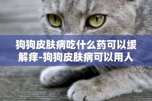 狗狗皮膚病吃什么藥可以緩解癢-狗狗皮膚病可以用人的藥嗎