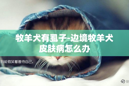 牧羊犬有虱子-邊境牧羊犬皮膚病怎么辦