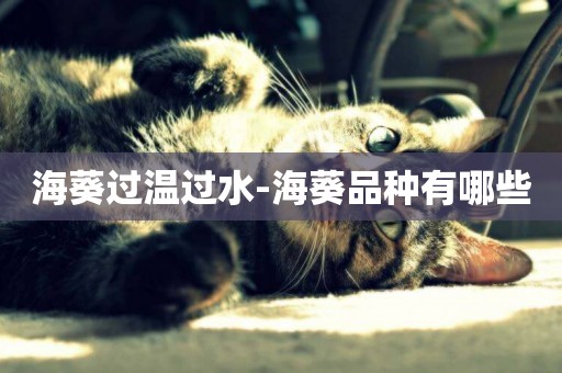 海葵過溫過水-海葵品種有哪些