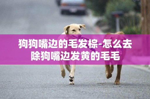 狗狗嘴邊的毛發棕-怎么去除狗嘴邊發黃的毛毛