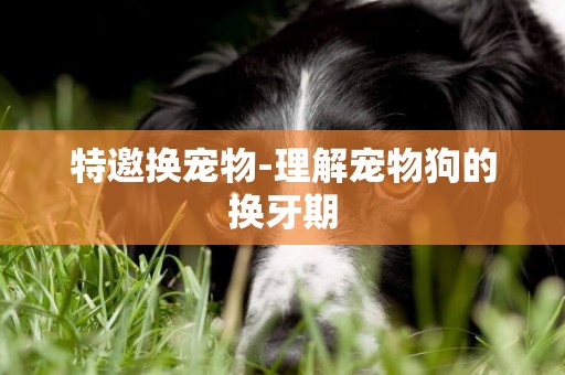 特邀換寵物-理解寵物狗的換牙期