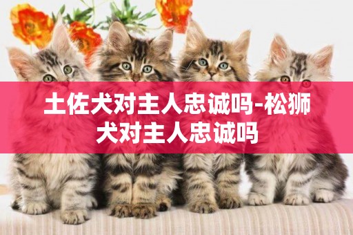 土佐犬對主人忠誠嗎-松獅犬對主人忠誠嗎