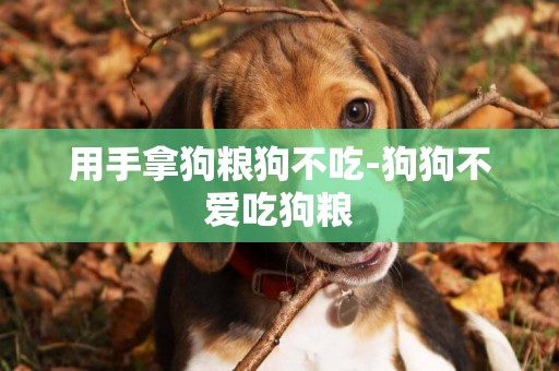 用手拿狗糧狗不吃-狗狗不愛吃狗糧
