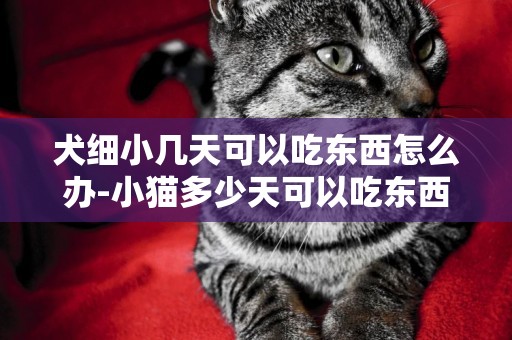犬細小幾天可以吃東西怎么辦-小貓多少天可以吃東西怎么辦