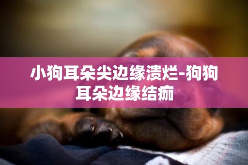 小狗耳朵尖邊緣潰爛-狗狗耳朵邊緣結痂