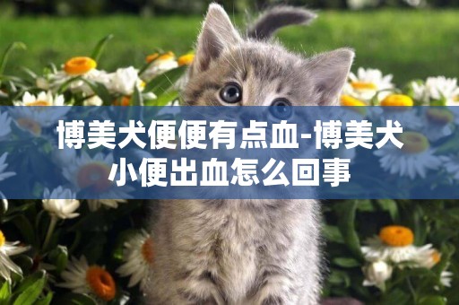 博美犬便便有點血-博美犬小便出血怎么回事