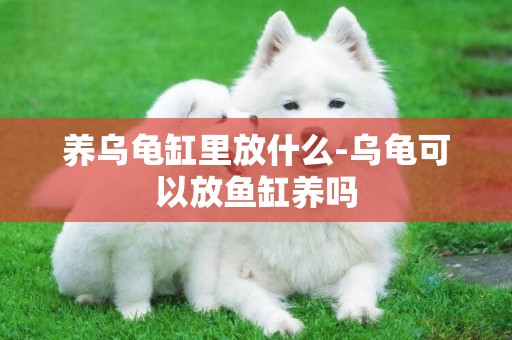 養烏龜缸里放什么-烏龜可以放魚缸養嗎
