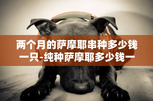 兩個月的薩摩耶串種多少錢一只-純種薩摩耶多少錢一只