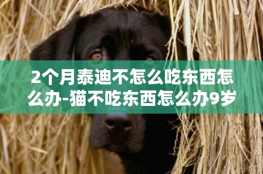 2個月泰迪不怎么吃東西怎么辦-貓不吃東西怎么辦9歲