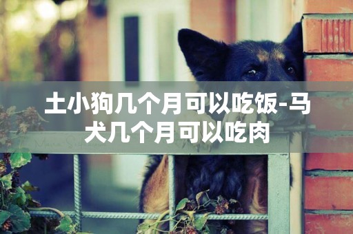 土小狗幾個月可以吃飯-馬犬幾個月可以吃肉