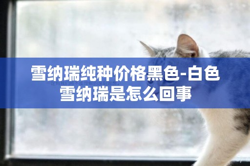 雪納瑞純種價格黑色-白色雪納瑞是怎么回事