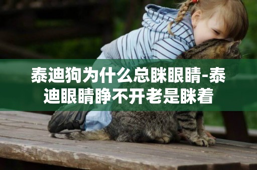 泰迪狗為什么總瞇眼睛-泰迪眼睛睜不開老是瞇著