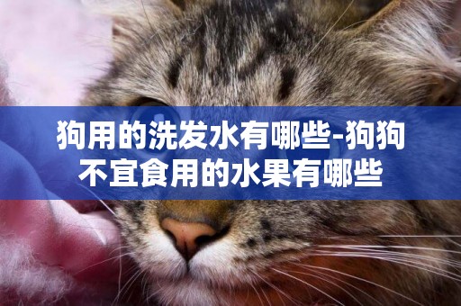 狗用的洗發水有哪些-狗狗不宜食用的水果有哪些