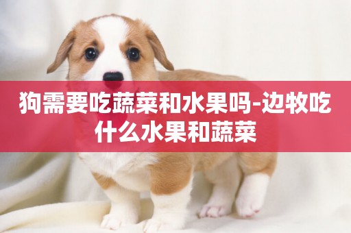 狗需要吃蔬菜和水果嗎-邊牧吃什么水果和蔬菜