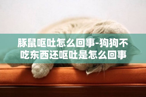 豚鼠嘔吐怎么回事-狗狗不吃東西還嘔吐是怎么回事