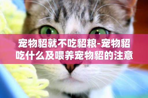寵物貂就不吃貂糧-寵物貂吃什么及喂養寵物貂的注意事項