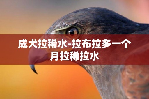 成犬拉稀水-拉布拉多一個月拉稀拉水