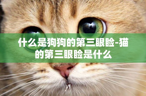 什么是狗狗的第三眼瞼-貓的第三眼瞼是什么