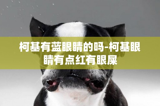 柯基有藍眼睛的嗎-柯基眼睛有點紅有眼屎