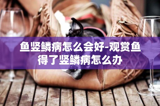 魚豎鱗病怎么會好-觀賞魚得了豎鱗病怎么辦