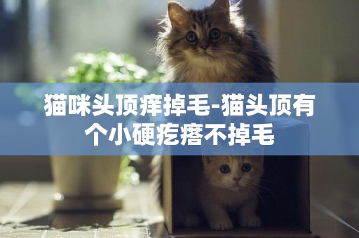貓咪頭頂癢掉毛-貓頭頂有個小硬疙瘩不掉毛