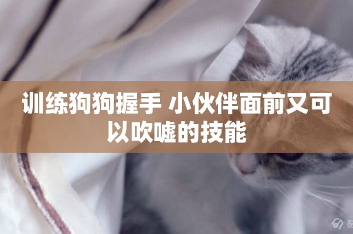 訓練狗狗握手 小伙伴面前又可以吹噓的技能