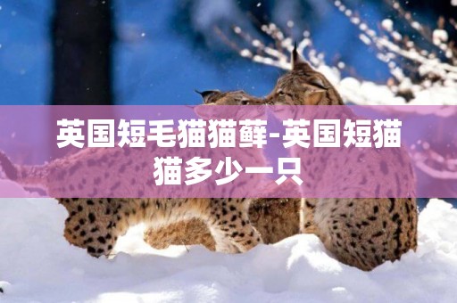 英國短毛貓貓蘚-英國短貓貓多少一只