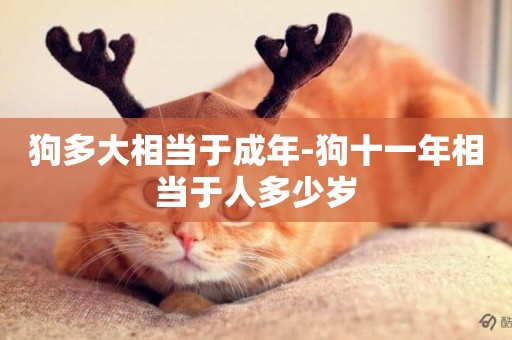 狗多大相當于成年-狗十一年相當于人多少歲