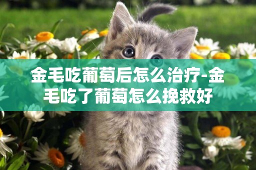 金毛吃葡萄后怎么治療-金毛吃了葡萄怎么挽救好