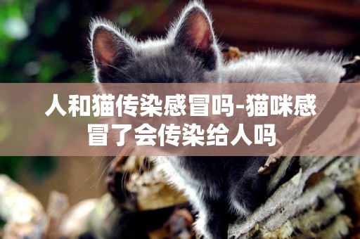 人和貓傳染感冒嗎-貓咪感冒了會傳染給人嗎