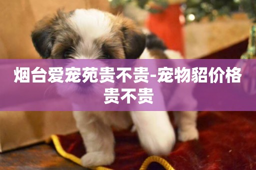 煙臺愛寵苑貴不貴-寵物貂價格貴不貴