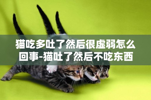 貓吃多吐了然后很虛弱怎么回事-貓吐了然后不吃東西怎么回事