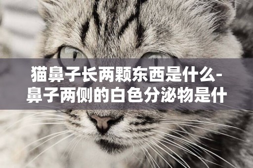 貓鼻子長兩顆東西是什么-鼻子兩側的白色分泌物是什么東西