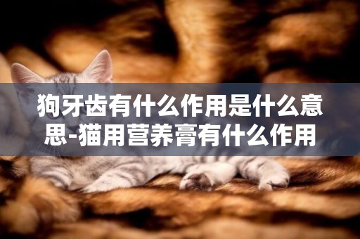 狗牙齒有什么作用是什么意思-貓用營養膏有什么作用是什么意思
