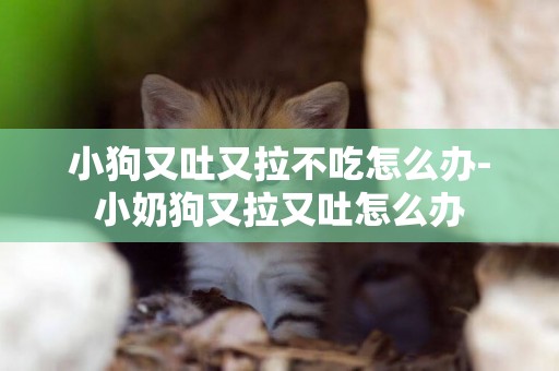 小狗又吐又拉不吃怎么辦-小奶狗又拉又吐怎么辦