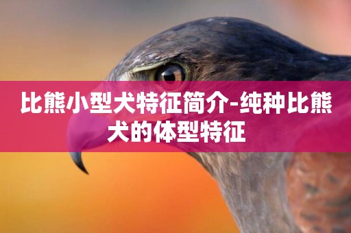 比熊小型犬特征簡介-純種比熊犬的體型特征