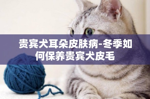 貴賓犬耳朵皮膚病-冬季如何保養貴賓犬皮毛