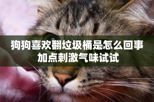 狗狗喜歡翻垃圾桶是怎么回事 加點刺激氣味試試