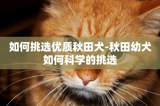 如何挑選優質秋田犬-秋田幼犬如何科學的挑選