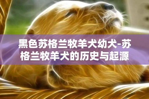 黑色蘇格蘭牧羊犬幼犬-蘇格蘭牧羊犬的歷史與起源