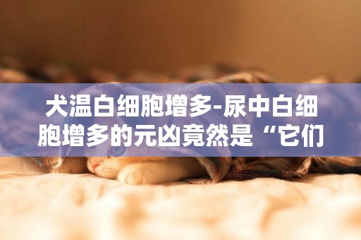 犬溫白細胞增多-尿中白細胞增多的元兇竟然是“它們”
