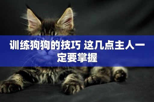 訓練狗狗的技巧 這幾點主人一定要掌握