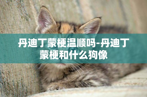 丹迪丁蒙梗溫順嗎-丹迪丁蒙梗和什么狗像